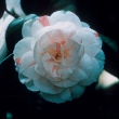 Jeanette Lane